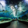 Dubai Aquarium & Underwater Zoo