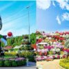 miraclegarden5